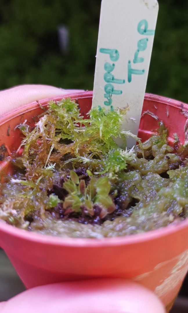 Venus flytrap cupped trap (Category: Plants & Seeds) located in Singapore. Submitted by im_special (Listing ID 1327291901, Image 2). Description: healthy plant!.