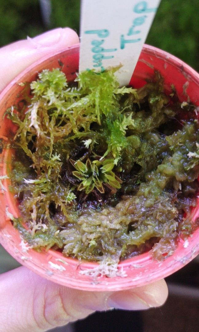 Venus flytrap cupped trap (Category: Plants & Seeds) located in Singapore. Submitted by im_special (Listing ID 1327291901, Image 1). Description: healthy plant!.