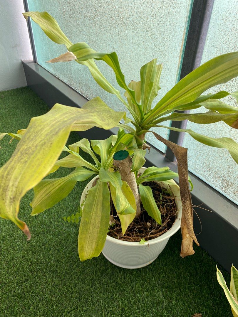 Lucky tree, Furniture & Home Living, Gardening, Plants & Seeds on Carousell