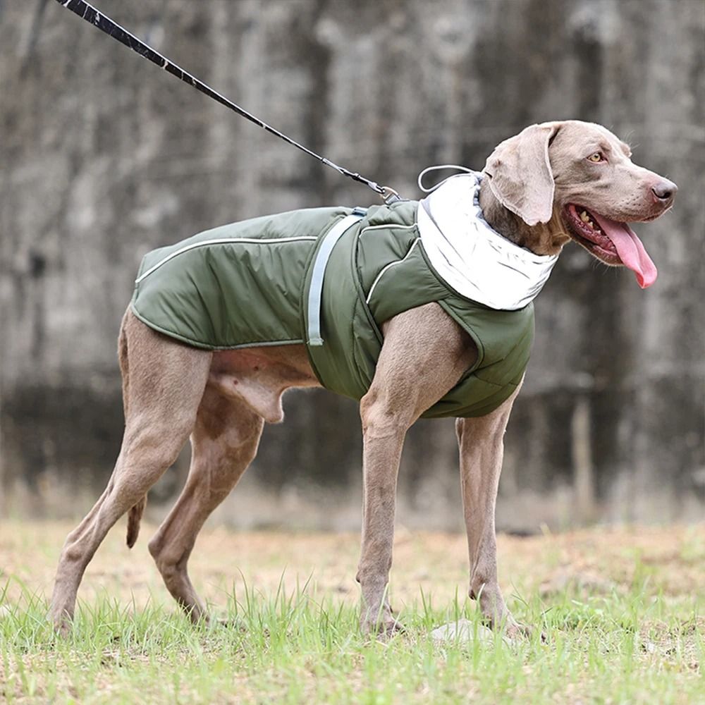 Thermal dog jacket best sale
