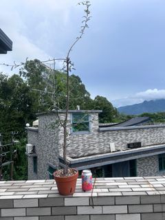 （分類：）位於 。 由 wksui 提交（商品編號 1327572647，圖片 1）。簡介： 。