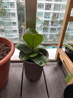 (Category: ) located in . Submitted by miokie (Listing ID 1327574653, Image 1). Description: .