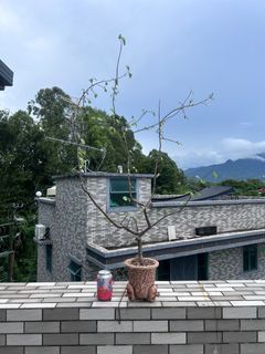 （分類：）位於 。 由 wksui 提交（商品編號 1327573951，圖片 1）。簡介： 。