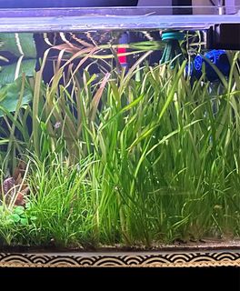 (Category: ) located in . Submitted by berria (Listing ID 1327654480, Image 1). Description: .