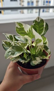 (Category: ) located in . Submitted by plantsplants (Listing ID 1327671077, Image 1). Description: .