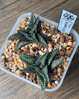 （分類：）位於 。 由 ur.succulents 提交（商品編號 1327821233，圖片 1）。簡介： 。