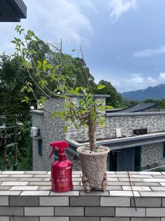 （分類：）位於 。 由 wksui 提交（商品編號 1327839586，圖片 1）。簡介： 。