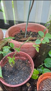 (Category: ) located in . Submitted by vikatan007 (Listing ID 1327760631, Image 1). Description: .