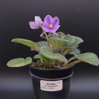 （分類：）位於 。 由 cc_agave 提交（商品編號 1328034035，圖片 1）。簡介： 。