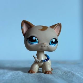 Lps shorthair cats for sale outlet
