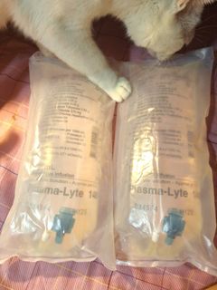 （分類：）位於 。 由 meow_mama 提交（商品編號 1328039793，圖片 1）。簡介： 。