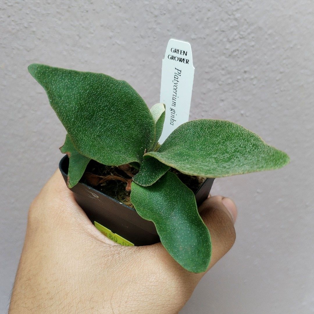 Platycerium Ginka TC, Furniture & Home Living, Gardening, Plants ...