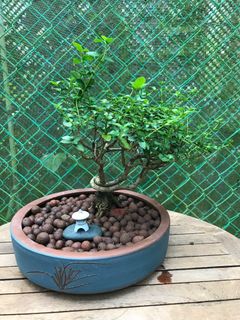 (Category: ) located in . Submitted by hortiplace (Listing ID 1326866122, Image 1). Description: .