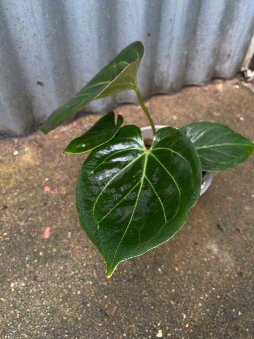 Anthurium King of Spades round form, Furniture & Home Living