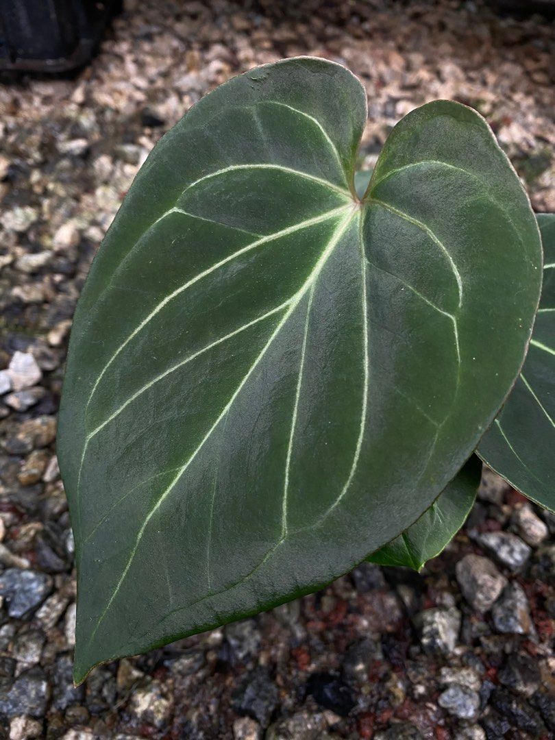 anthurium king of spades Round　Type A little over 2 years ago, I got my first Anthurium King of Spades