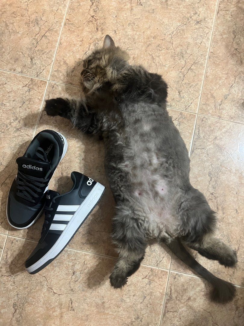 Adidas hoops animal outlet