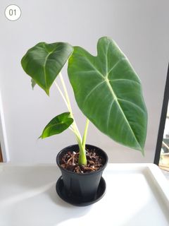 （分類：）位於 。 由 Fritz002 提交（商品編號 1328237750，圖片 1）。簡介： 。