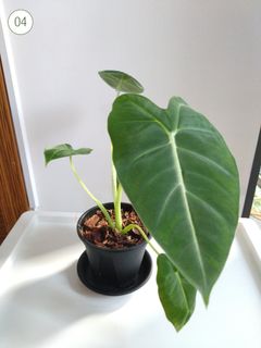 （分類：）位於 。 由 Fritz002 提交（商品編號 1328238074，圖片 1）。簡介： 。