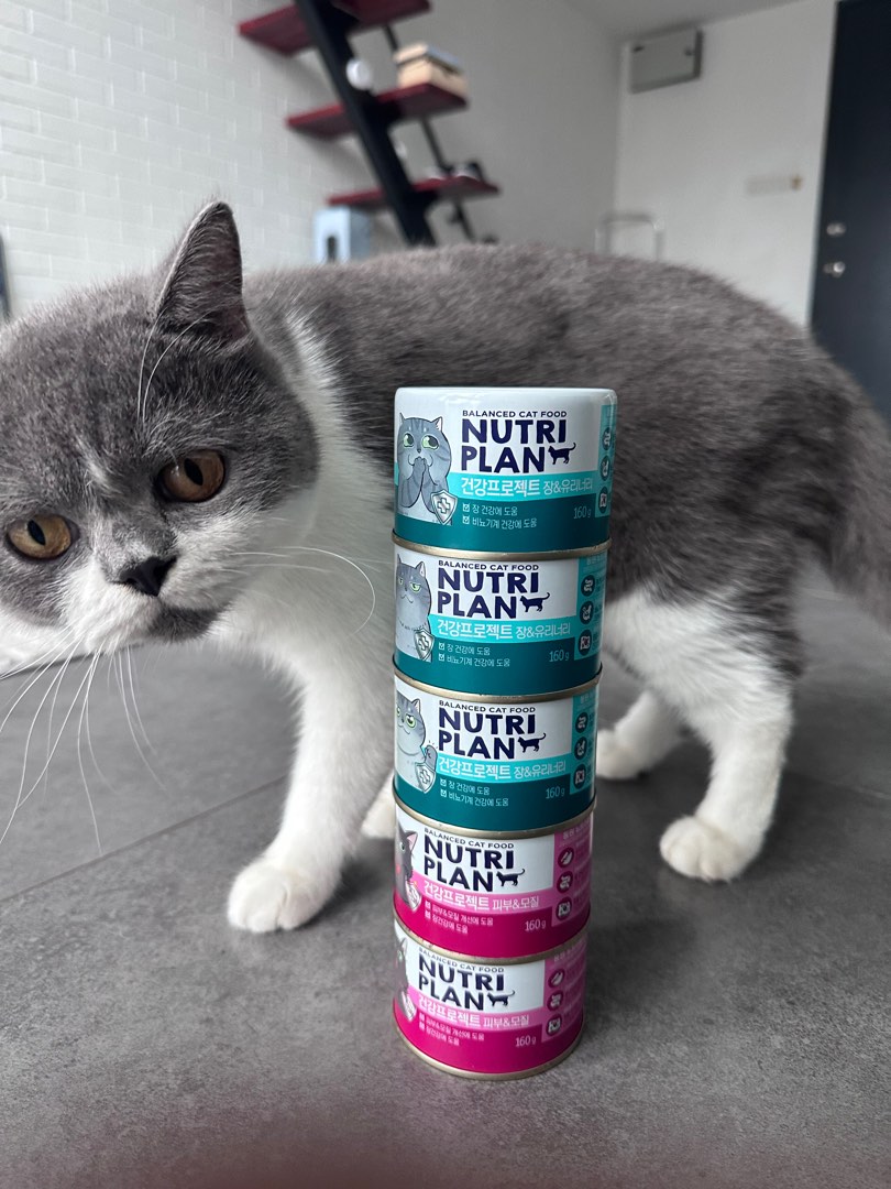 Cat Wet Food Nutriplan (Healthy), Pet Supplies, Pet Food on Carousell