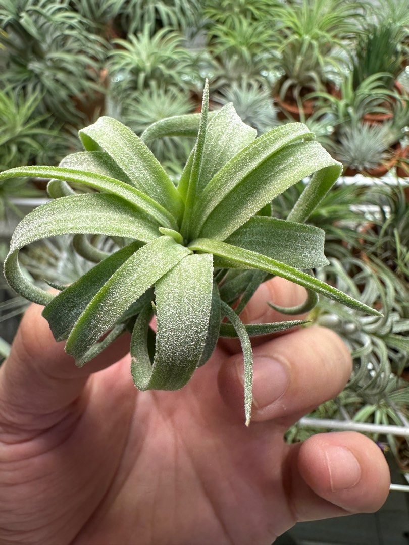 Ionantha Ron (TI) x Streptophylla, Furniture & Home Living