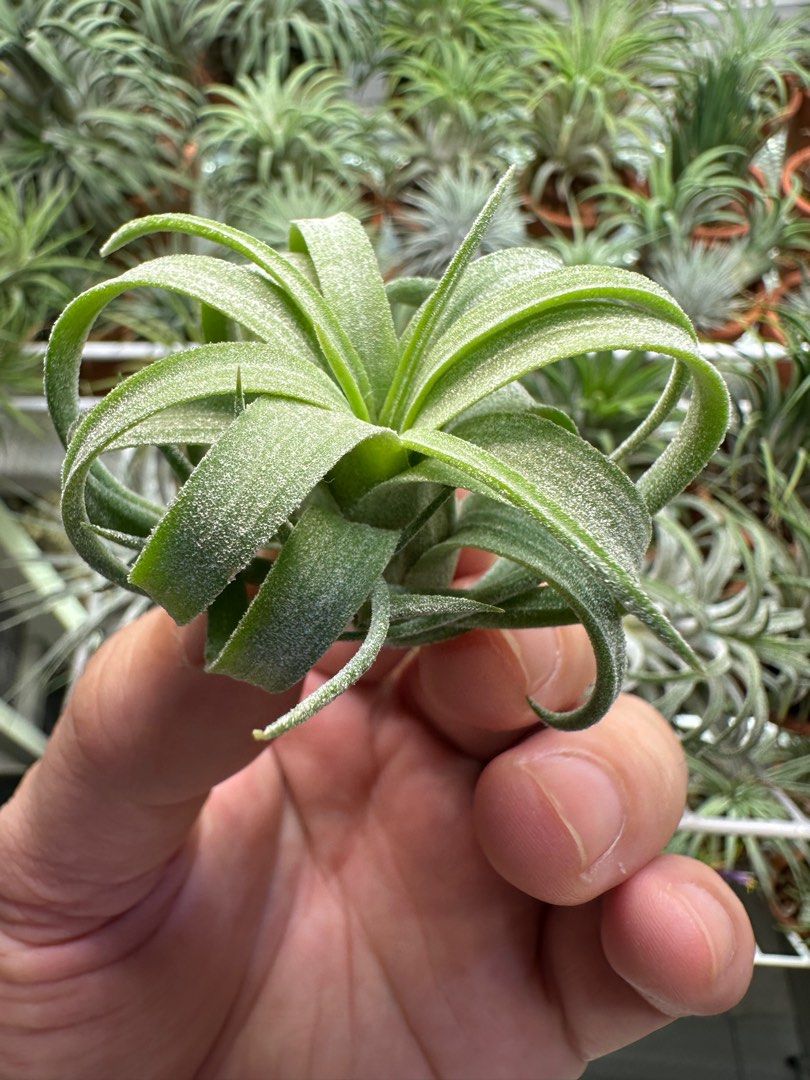 Ionantha Ron (TI) x Streptophylla, Furniture & Home Living
