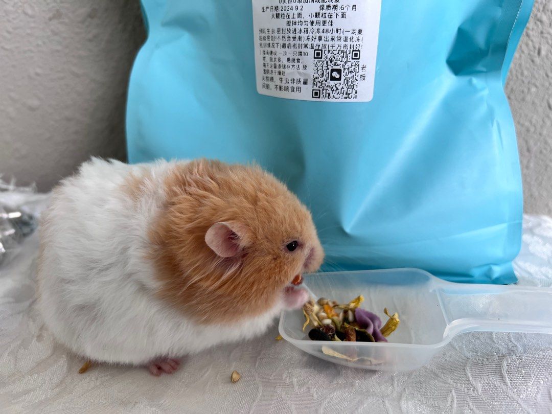 Premium Syrian Hamster Food Mix 70 Natural Ingredients for Optimal Health 560gram free with feeding scoop Pet Supplies Pet Food on Carousell