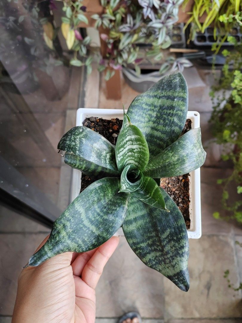 Snake Plants Sansevairia Trifasciata, Furniture & Home Living