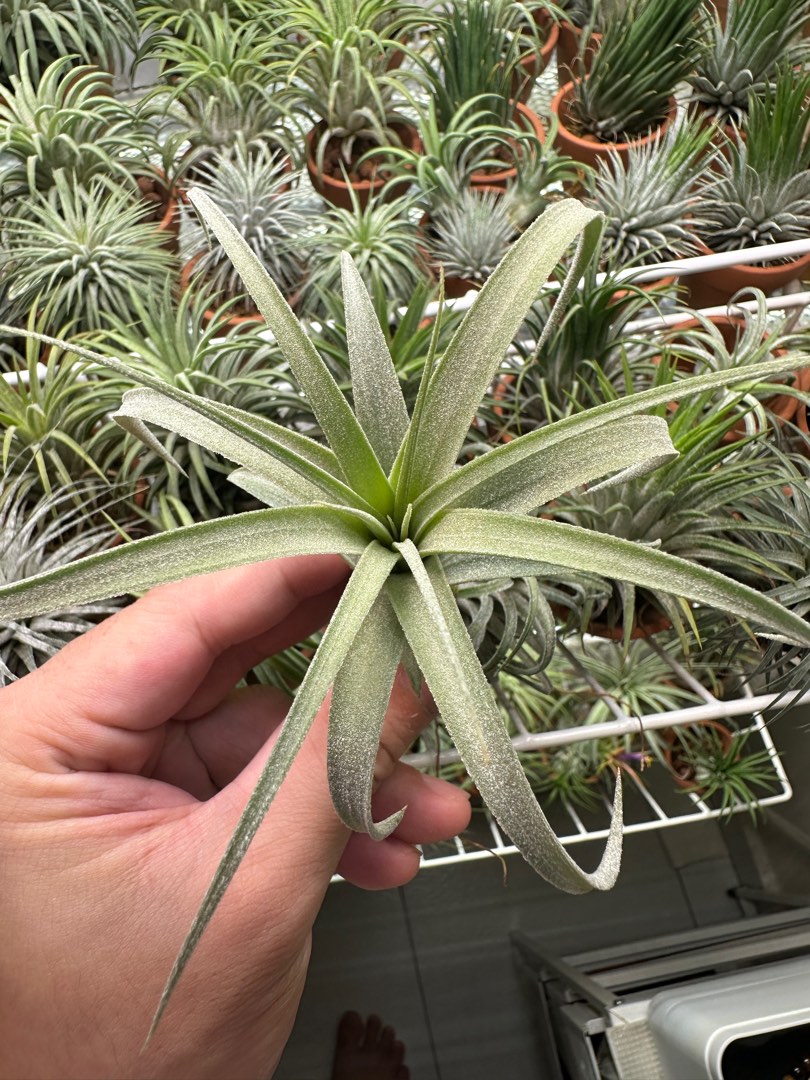 チランジア Pang Maralyn 【公式通販】