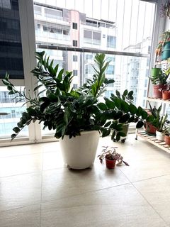 (Category: ) located in . Submitted by dahren (Listing ID 1328123509, Image 1). Description: .