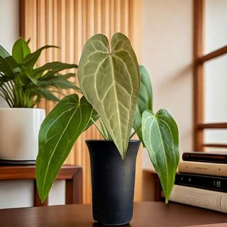 (Category: ) located in . Submitted by meeplants (Listing ID 1323149346, Image 1). Description: .