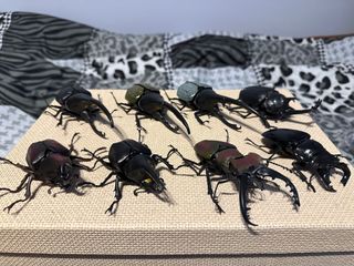 （分類：）位於 。 由 valstraxflare 提交（商品編號 1323602801，圖片 1）。簡介： 。