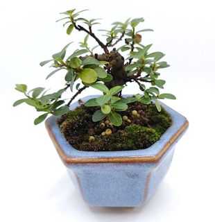 (Category: ) located in . Submitted by bonsai168 (Listing ID 1323593679, Image 1). Description: .