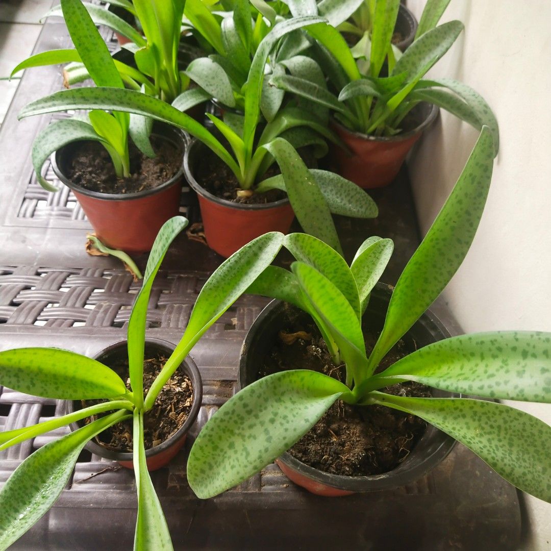 Forever Rich live plant with soil in pot, Furniture & Home Living,  Gardening, Plants & Seeds on Carousell