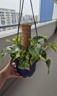 (Category: ) located in . Submitted by plantsplants (Listing ID 1323526815, Image 1). Description: .