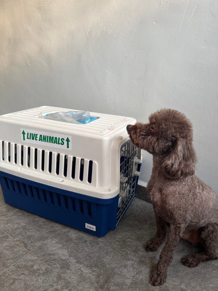 IRIS Pet Carrier Toy poodle Aircraft Cage For Dogs And Cats Convenient Far Transport Cage Pet Travel Carrier Dogs Cats Kitten Hard Sided Carrier