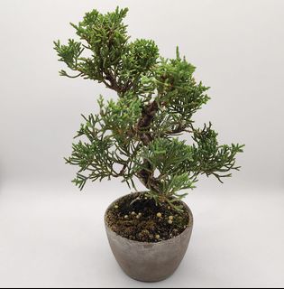 (Category: ) located in . Submitted by bonsai168 (Listing ID 1323598076, Image 1). Description: .