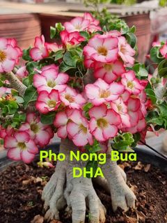（分類：）位於 。 由 chiwunk 提交（商品編號 1328263617，圖片 1）。簡介： 。