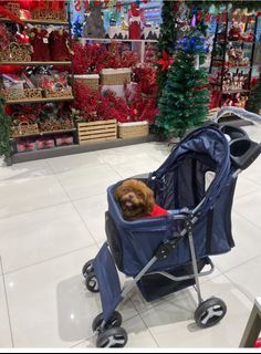 Dog stroller