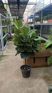 (Category: ) located in . Submitted by ehya_est (Listing ID 1328259754, Image 1). Description: .