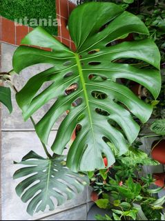(Category: ) located in . Submitted by utaniaplants (Listing ID 1328300846, Image 1). Description: .