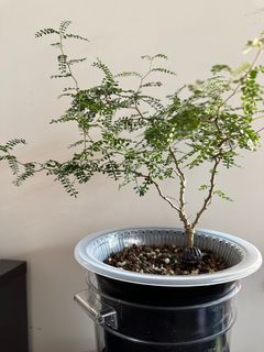 （分類：）位於 。 由 hin__c 提交（商品編號 1323674246，圖片 1）。簡介： 。