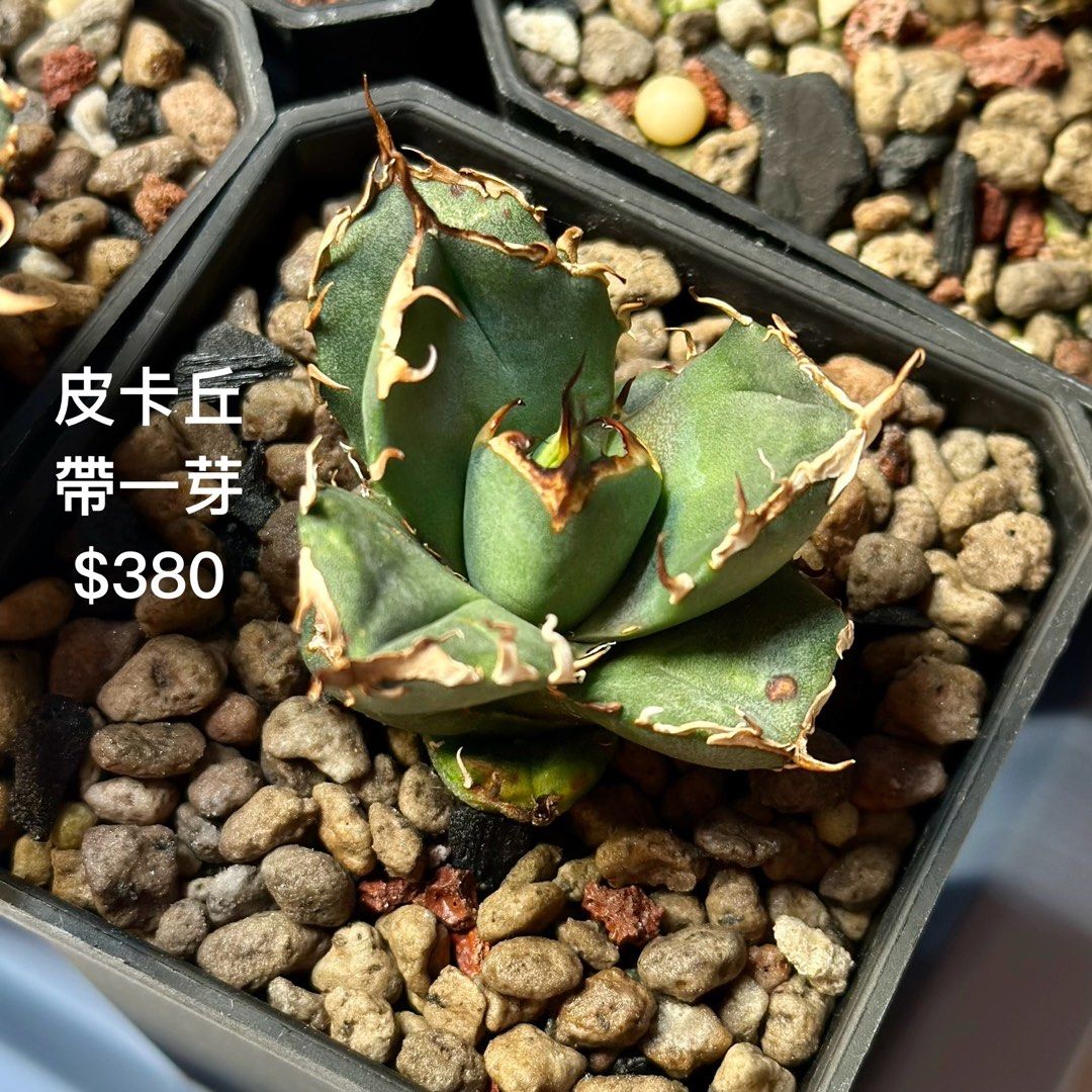 皮卡丘雪峰鬼爪DW026 嚴龍龍舌蘭Agave Titanota 'Pikachu' 多肉