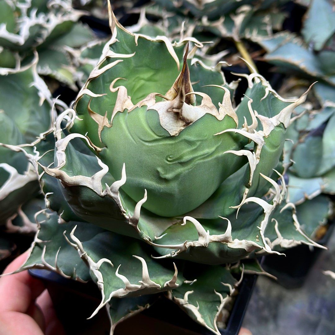 千鳥影DW020 嚴龍龍舌蘭Agave Titanota 多肉植物塊根植物象牙宮