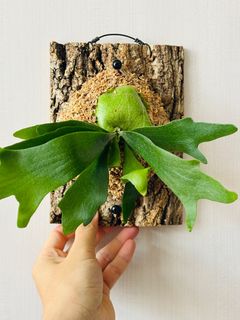 （分類：）位於 。 由 isaachome 提交（商品編號 1323704527，圖片 1）。簡介： 。