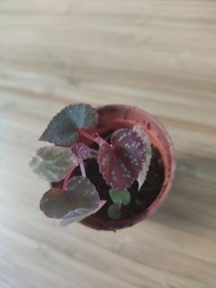 (Category: ) located in . Submitted by csz777 (Listing ID 1302197286, Image 1). Description: .