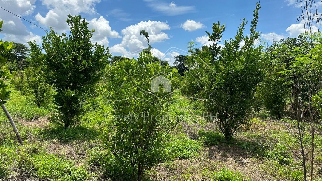 Lush Residential Farm with for SALE at Camiling, Tarlac, Property, For ...