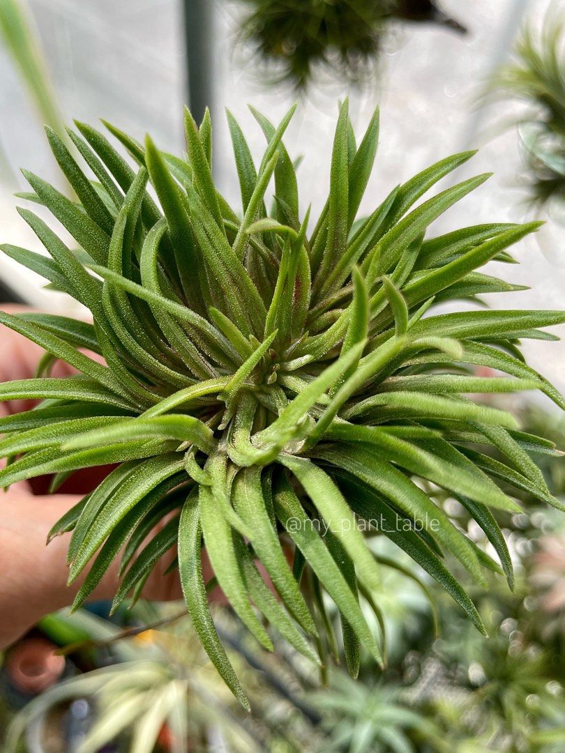 Tillandsia ionantha crested イオナンタ チランジア Tillandsia ionantha crested イオナンタ チランジア