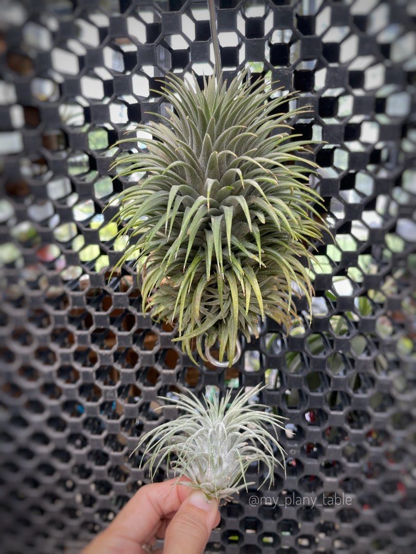 Tillandsia Ionantha Snow Ball 速達発送 Tillandsia Ionantha Snow Ball 速達発送 - メルカリ