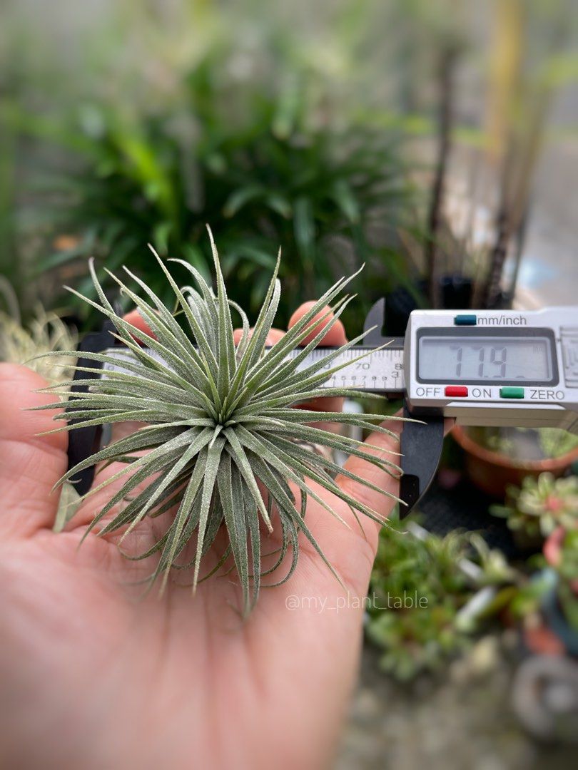Tillandsia ionantha Snowball, Furniture & Home Living