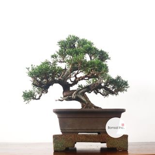 (Category: ) located in . Submitted by bonsai_inc (Listing ID 1324030228, Image 1). Description: .